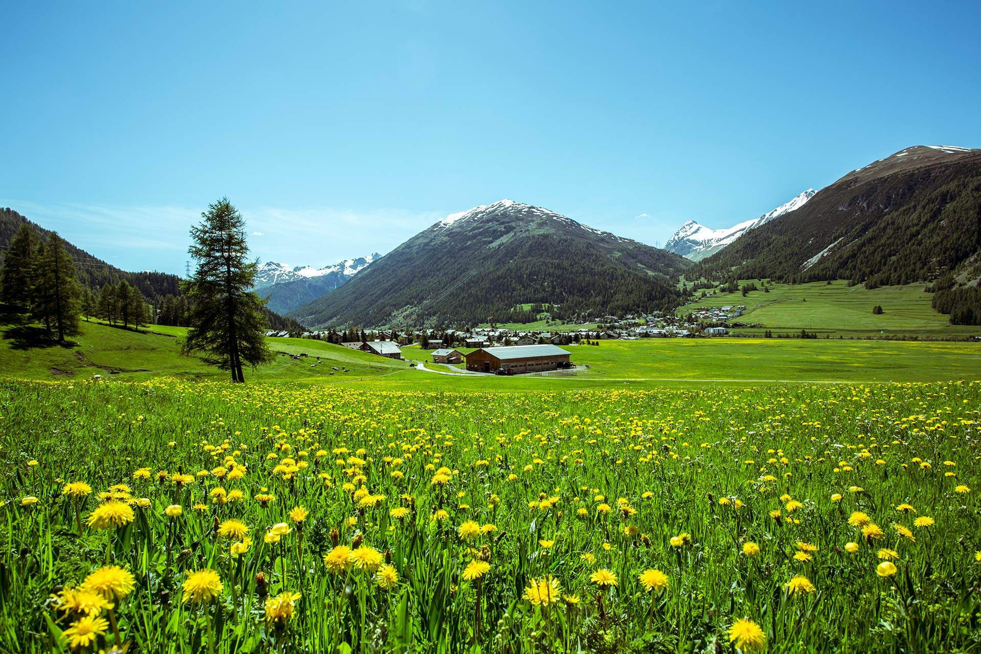 Swiss summer landscape